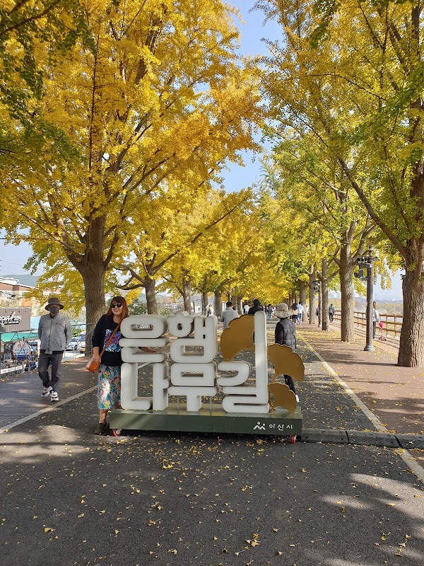 아산 곡교천 은행나무길 2
