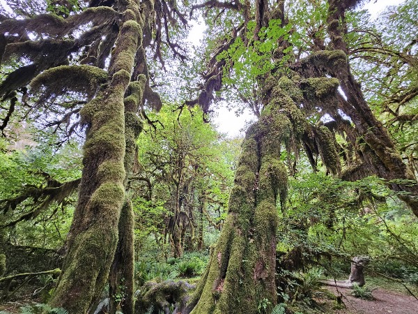 Hall Of Mosses Nature Trail 5