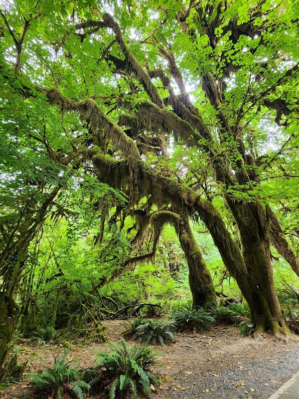 Hall Of Mosses Nature Trail 4