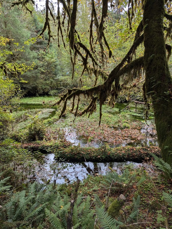 Hall Of Mosses Nature Trail 3