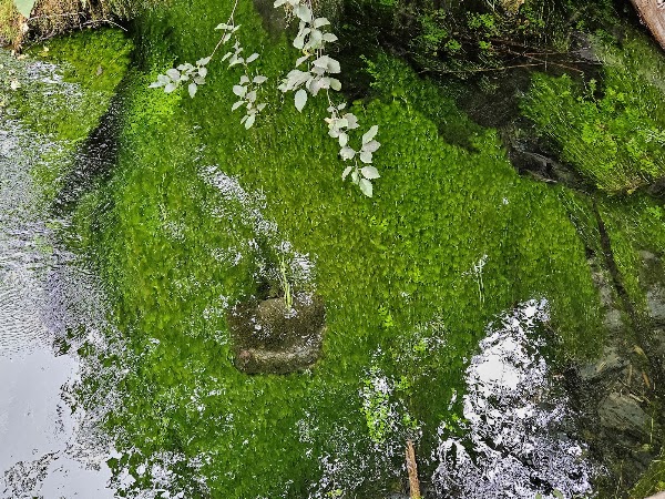 Hall Of Mosses Nature Trail 2