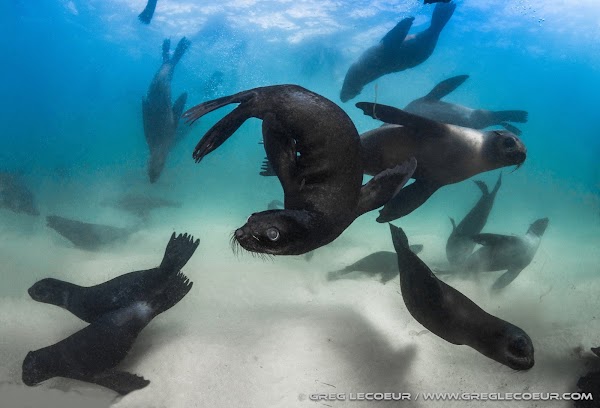 ProDive Scuba Diving Centre Plettenberg Bay 1