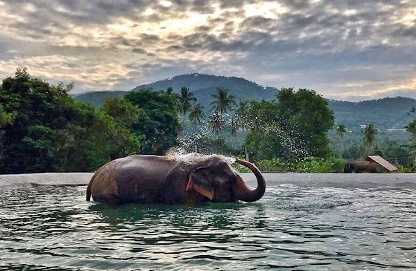 Samui Elephant Sanctuary Bophut 1