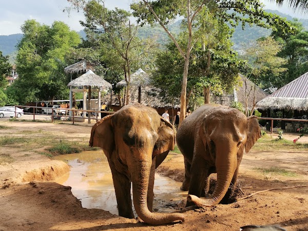 Samui Elephant Sanctuary Bophut 5