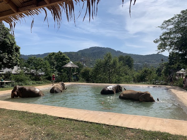 Samui Elephant Sanctuary Bophut 4