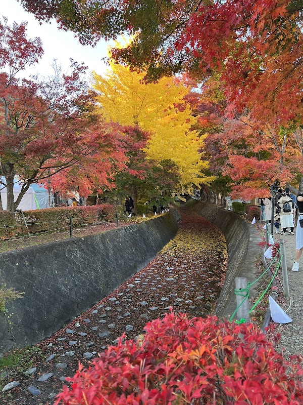 Japan  30