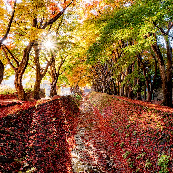 Lake Kawaguchi Maple Corridor 4