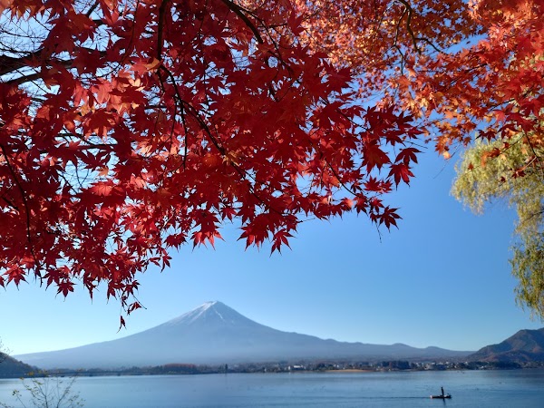 Lake Kawaguchi Maple Corridor 3