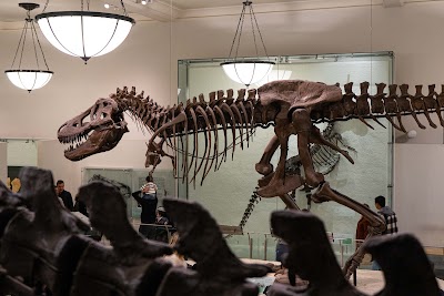 Hall of Saurischian Dinosaurs 1