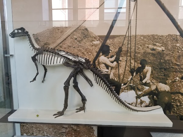 Hall of Saurischian Dinosaurs 5
