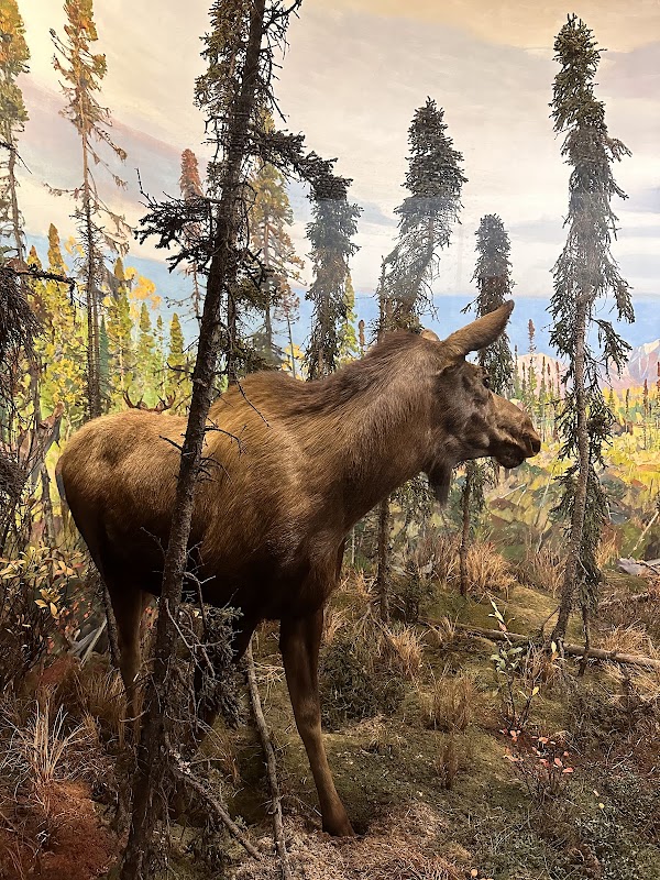 Hall of Saurischian Dinosaurs 2