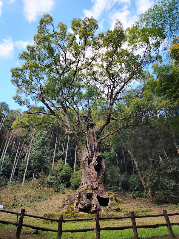 The Great Camphor Tree of Takeo (Takeo no Okusu) 1