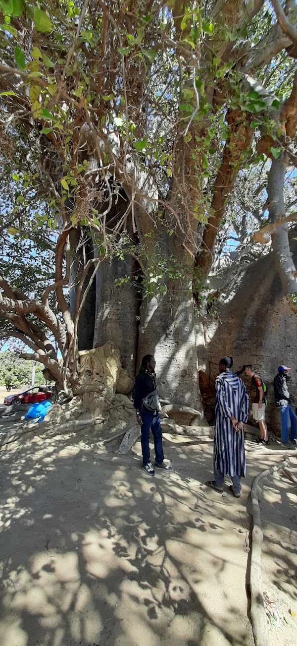 Baobab Sacré