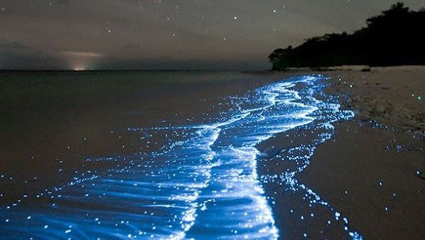 Bahía Bioluminiscente 1