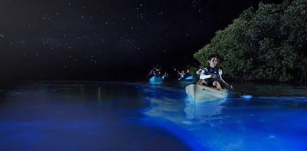 Bahía Bioluminiscente 5