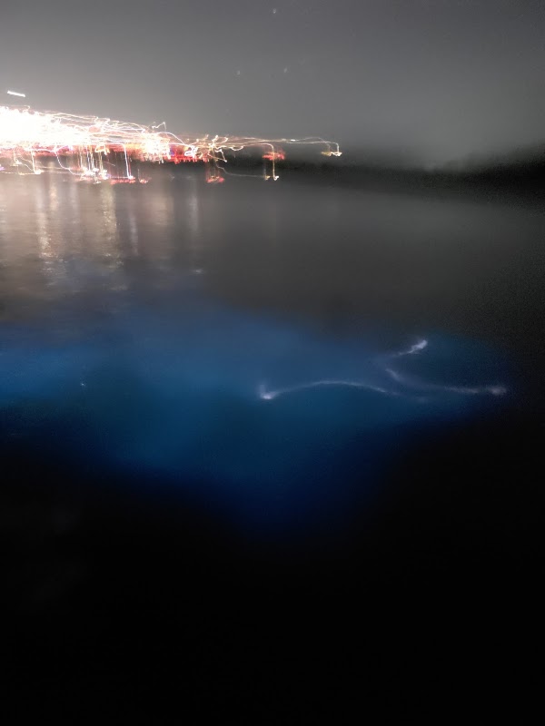 Bahía Bioluminiscente 4