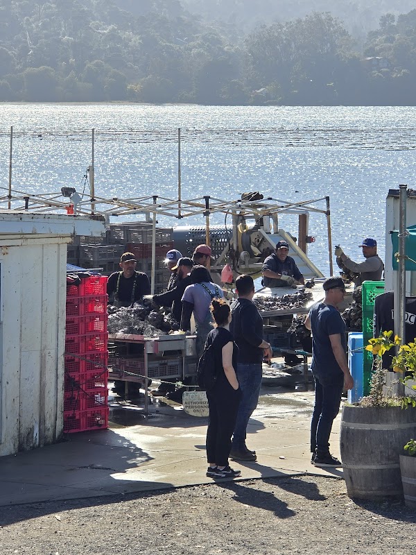 Tomales Bay Oyster Company 5