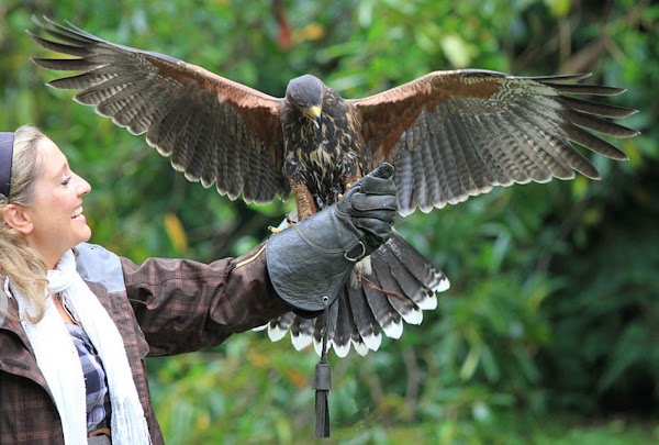 Ireland’s School of Falconry 1