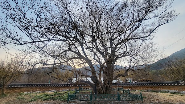 산수유 시목지