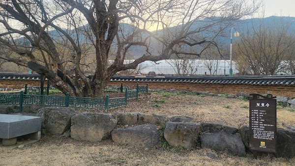산수유 시목지 5