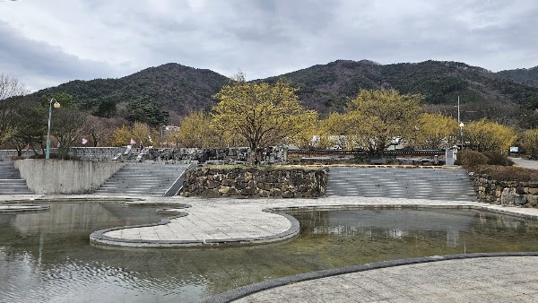 산수유 시목지 4