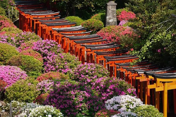 Nezu Shrine 3