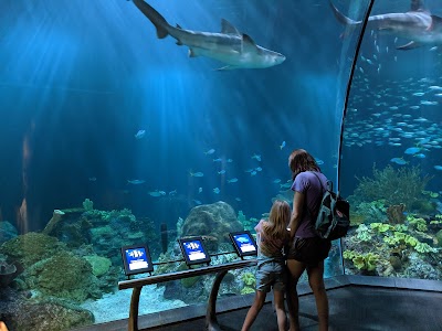 Shedd Aquarium 2