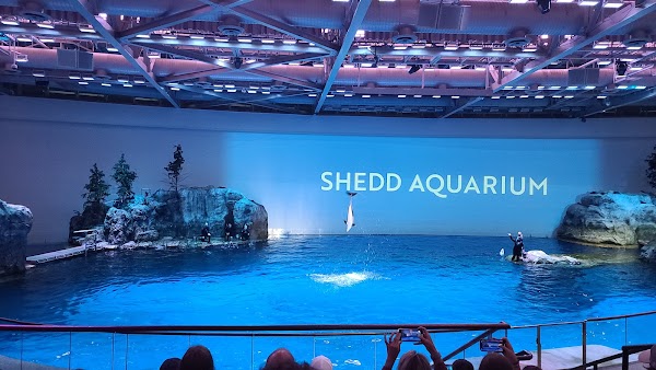 Shedd Aquarium 5