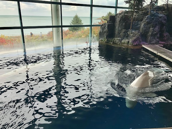 Shedd Aquarium 4