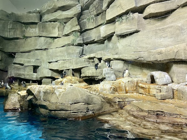 Shedd Aquarium 3