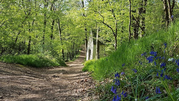 Bois du Grand Bon Dieu
