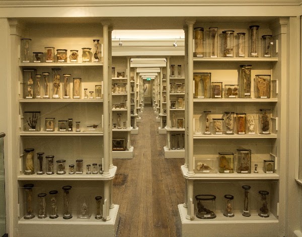 Surgeons' Hall Museums 4