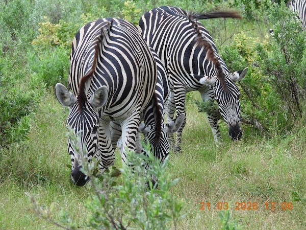Mbamba Camp 3