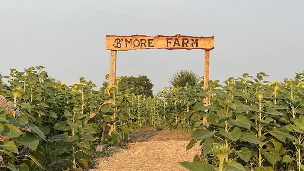 B'More Farm - Sunflower Maze