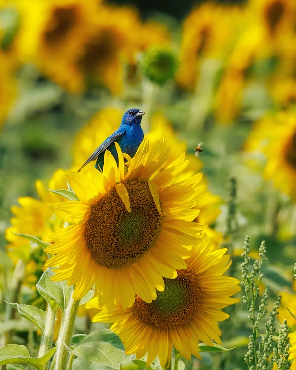 B'More Farm - Sunflower Maze 5
