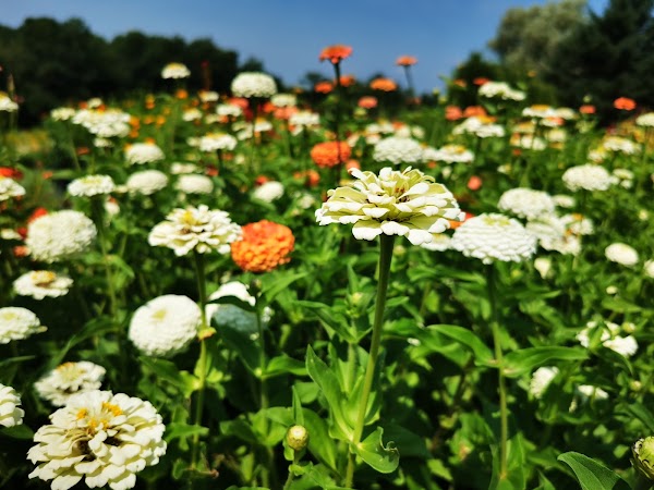 B'More Farm - Sunflower Maze 3