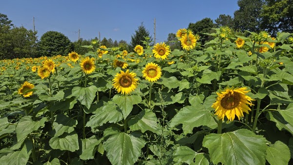 B'More Farm - Sunflower Maze 2