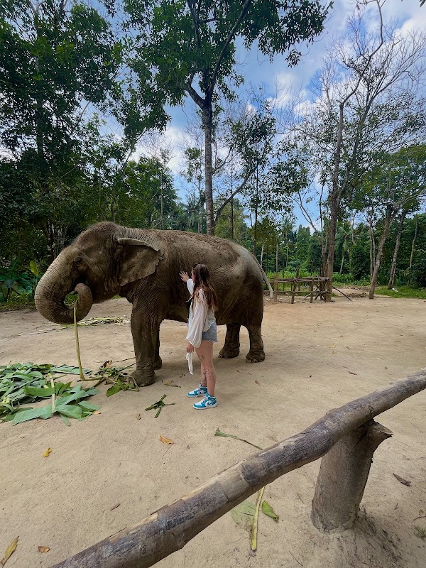 Phangan Elephant Sanctuary 1