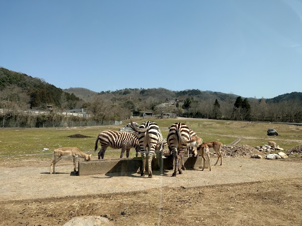 Akiyoshidai Safari Land 4
