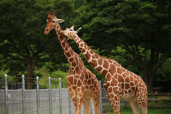 Akiyoshidai Safari Land 3
