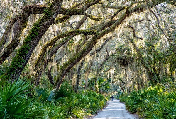 Cumberland Island 4