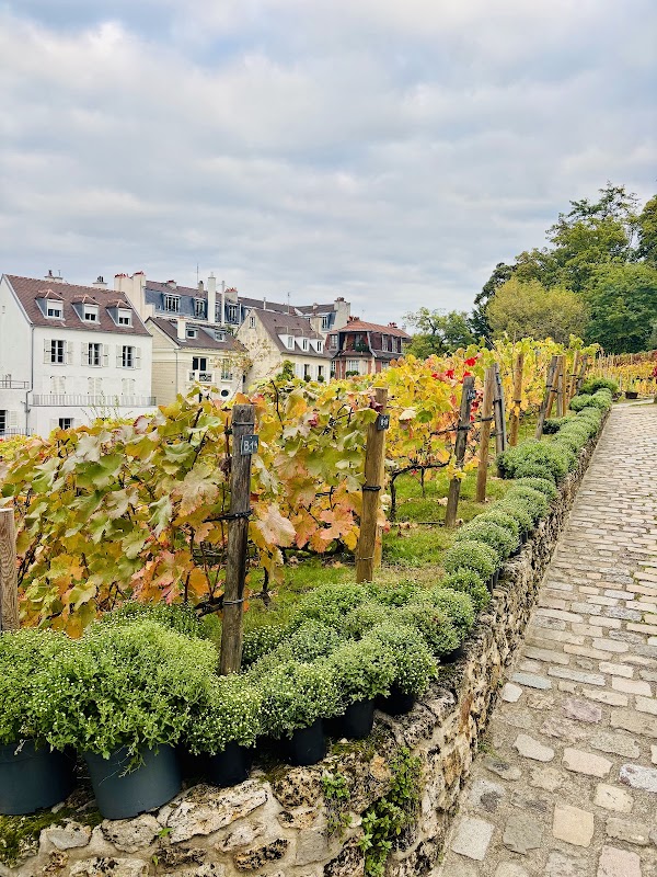 Vigne du Clos Montmartre 5