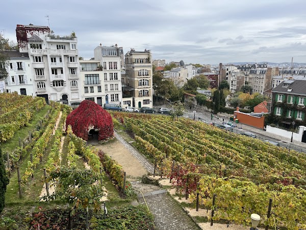 Vigne du Clos Montmartre 4