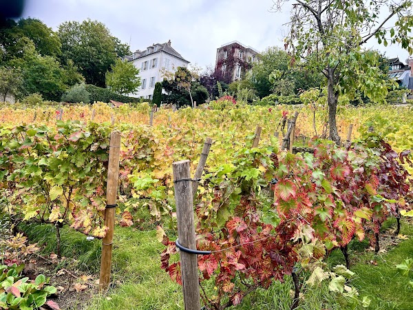Vigne du Clos Montmartre 2