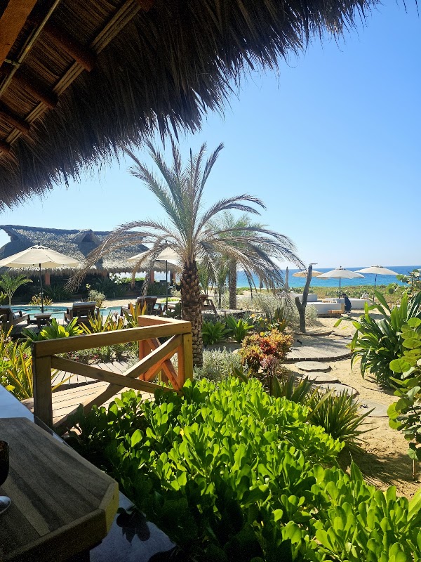Lú Veé Oasis