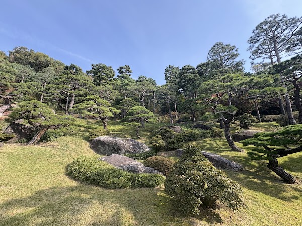 화담숲 소나무정원