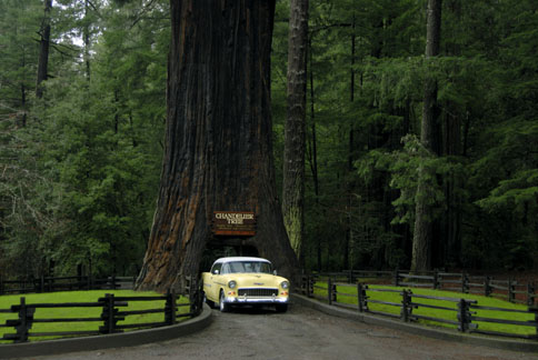 Drive-Thru Tree Park Leggett
