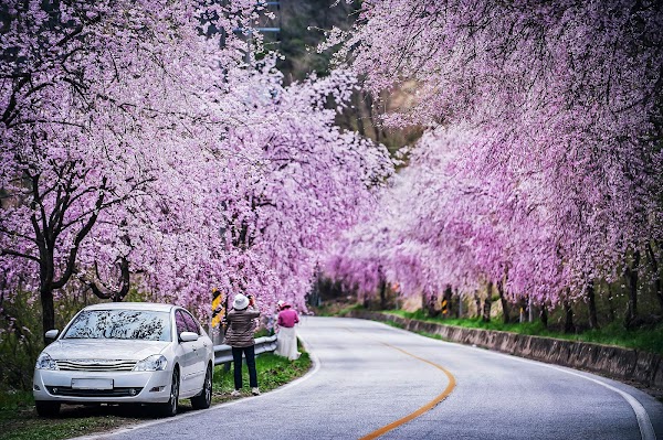 Cherry Blossom 🌸 63