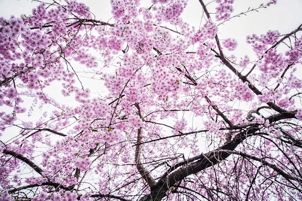 병곡마을 수양벚꽃길 5
