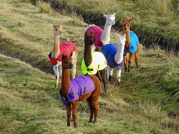Callanish Alpacas 1